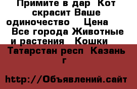 Примите в дар. Кот скрасит Ваше одиночество. › Цена ­ 0 - Все города Животные и растения » Кошки   . Татарстан респ.,Казань г.